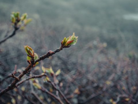 Фотоальбом: Экспедиция на Курильские острова