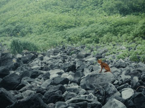 Фотоальбом: Экспедиция на Курильские острова