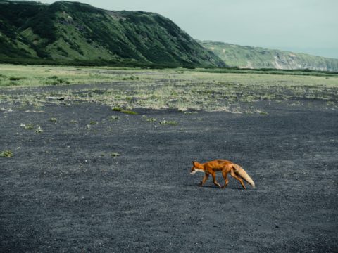 Фотоальбом: Экспедиция на Курильские острова
