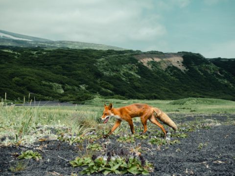 Фотоальбом: Экспедиция на Курильские острова