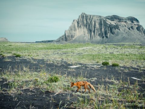 Фотоальбом: Экспедиция на Северные Курильские острова